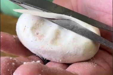 LJUDI SU SE ZGROZILI KADA SU VIDELI ŠTA JE IZAŠLO IZ JAJETA: Presekao ga MAKAZAMA, a onda je mnogima krenula MUČNINA (VIDEO)