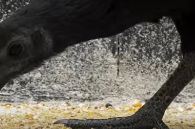 POSEBNA KOKA NE VIDI SE U MRAKU, KOŠTA KAO SVETOG PETRA KAJGANA! Sablasno izgleda, a krv im je CRNA - evo kakva jaja nosi, mada i ukus nije loš! (VIDEO)