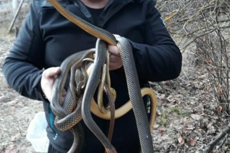 Zmije i Vladica Stanković