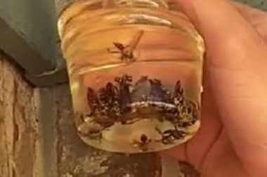 SIPAO JE BENZIN U ČAŠU, PA SE PRIBLIŽIO OSINJAKU:  Ono što je usledilo ŠOKIRALO je mnoge (VIDEO)