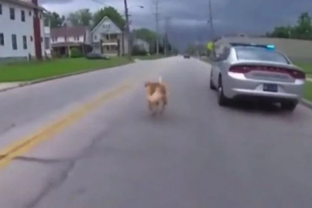 ZLATNI RETRIVER JE PRITRČAO POLICAJCU U PATROLI:  Niko nije očekivao da će izvaditi pištolj i HLADNOKRVNO ga upucati jer se UPLAŠIO  (UZNEMIRUJUĆI VIDEO)