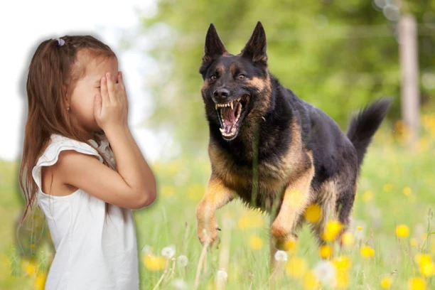 UŽAS I JEZA U BORČI: Devojčicu (4) napao i izujedao pas, hitno prevezena u bolnicu!