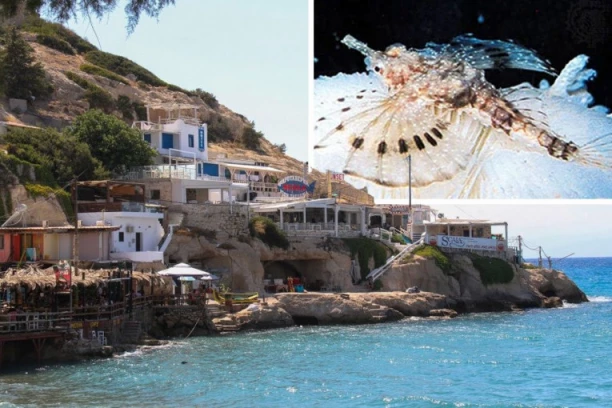 UPOZORENJE ZA SVE KOJI PUTUJU U GRČKU! Otrovne ribice preplavile ovu regiju! Ukoliko vas ubodu, odmah kod lekara!