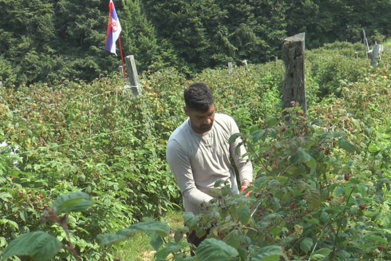 Nauvim iz Indije bere maline kod Arilja