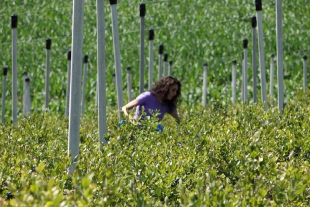 ORIGINALAN POKLON SUPRUGA PROMENIO JOJ JE ŽIVOT: Ljlilja je napustila prestonicu i započela biznis, dokazala je da je SVE MOGUĆE