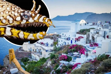 DEČAKA IZ VRŠCA ŠČEPALA MORSKA NEMAN "ZMAJ" U GRČKOJ: U pomoć pritekao HEROJ VOJISLAV i odbranio dečaka! Evo detalja