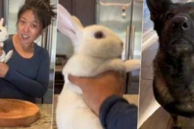 UZNEMIRUJUĆI VIDEO: Tiktokerka prvo mazi svog ljubimca a zatim ga SPREMA kao obrok za pse! (VIDEO)