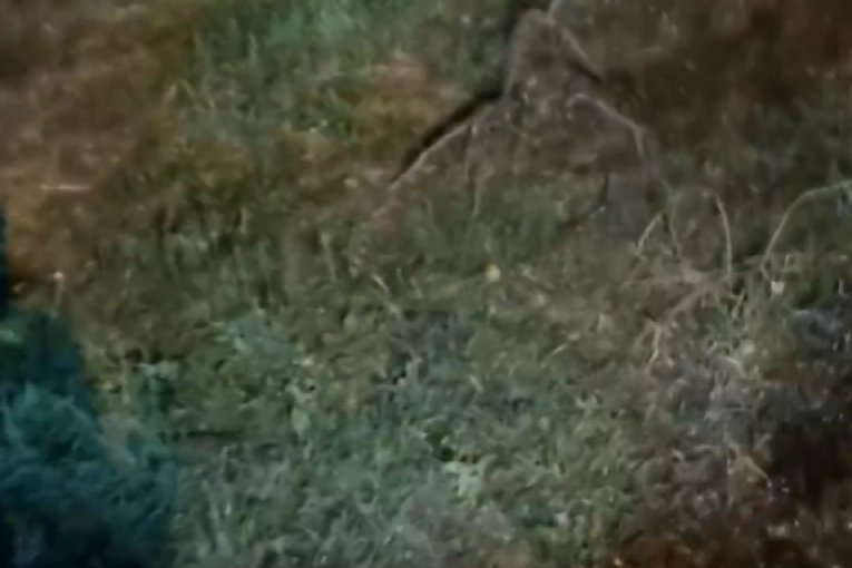 Milan Topalović Topalko