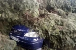 KAKO DA DOBIJETE ODŠTETU AKO VAM JE DRVO PALO NA AUTO? Tokom nevremena mnogi automobili su oštećeni - evo šta pokriva OSIGURANJE