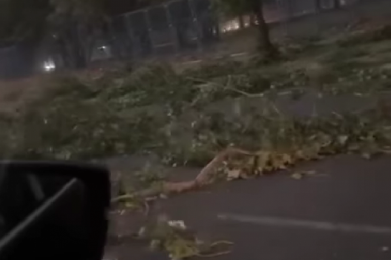 Milica Mitrović Instagram