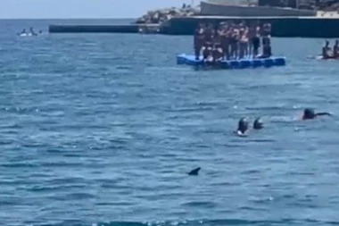 KUPAČI SU UZNEMIRENI, DA LI NAPADA LJUDE?! Otkriveno kojoj vrsti pripada ulovljena ajkula kod Budve