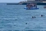 KUPAČI SU UZNEMIRENI, DA LI NAPADA LJUDE?! Otkriveno kojoj vrsti pripada ulovljena ajkula kod Budve