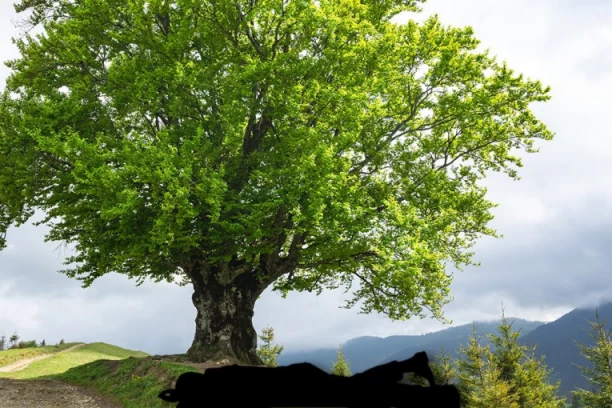 NASTRADAO MLADIĆ KOD TUTINA: Obrušila se bukva na njega!