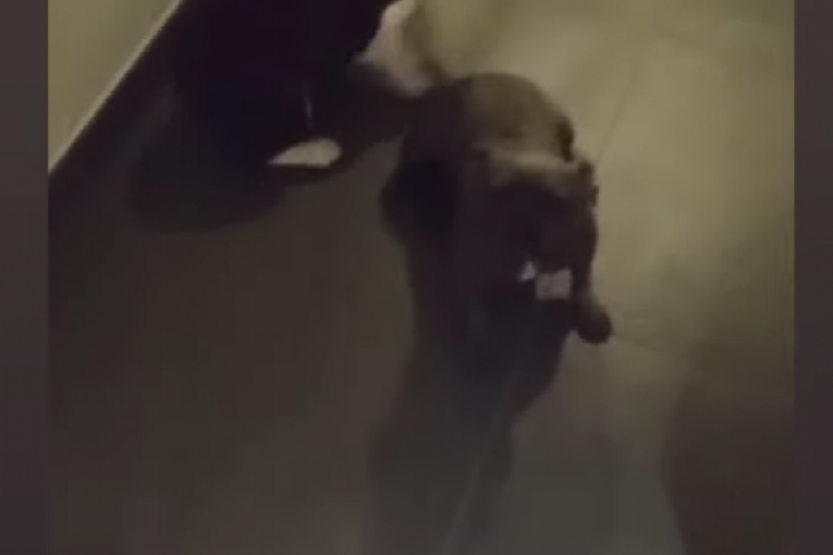 Ana Ćurčić instagram