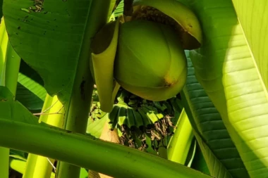 UŽIČANKI NIKLO STABLO RETKE TROPSKE BILJKE! Zbog ovog čuda svi joj traže PELCER (FOTO)