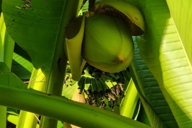 UŽIČANKI NIKLO STABLO RETKE TROPSKE BILJKE! Zbog ovog čuda svi joj traže PELCER (FOTO)