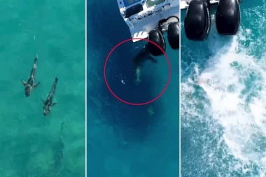 "TRESLA NAS JE KAO VREĆU KOKICA!" Bik ajkula BRUTALNO napala ribarski brod - više puta se vraćala da IH DOKRAJČI! (VIDEO)