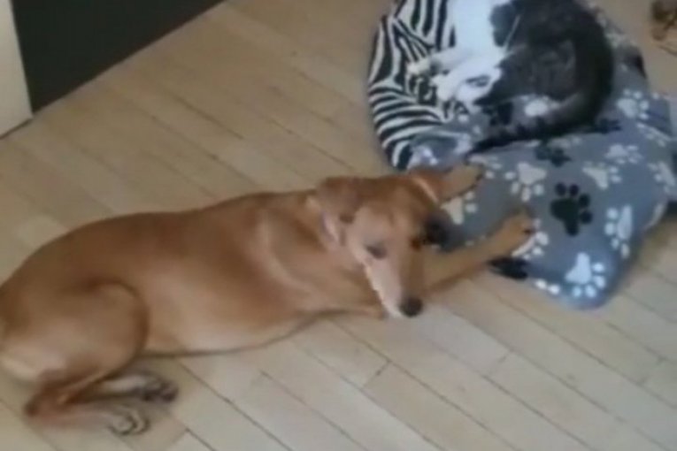 Pas i mačka opozicionog lidera