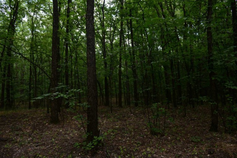 Šuma gde su se krili migranti