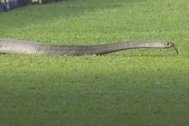 ŠOK: Zmija veća od dva metra uletela na teren i prekinula meč Premijer lige (VIDEO)