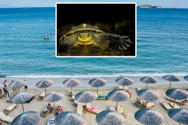 TURISTA UGLEDAO ČUDOVIŠTE U VODI! UŠAO SA BEBOM DA SE OKUPA: Onda je usledila horor scena!