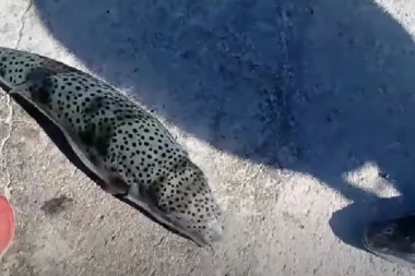 TURIZAM I RIBOLOV U GRČKOJ OZBILJNO UGROŽENI! U moru se pojavila veoma opasna riba SREBRNA NADUVAČICA! Napadi na ljude se obično završavaju AMPUTACIJOM!