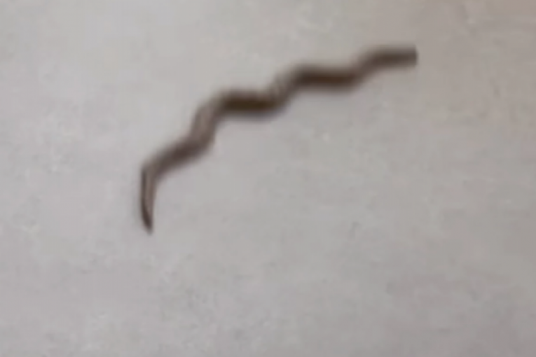 Drama Miloša Bikovića