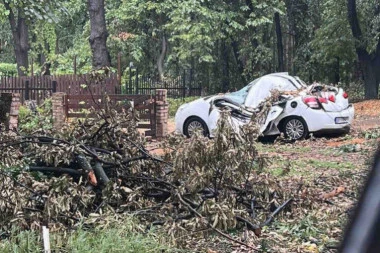 DRVO SMRSKALO AUTO NA KOŠUTNJAKU! Oluja u Beogradu bila toliko snažna da je obarala stabla! (FOTO)