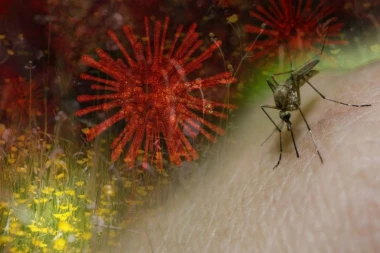 Očekuje se porast obolelelih od GROZNICE ZAPADNOG NILA! Zaraženi komarci haraju u ovim gradovima u Srbiji! Na jednu stvar posebno obratite pažnju!
