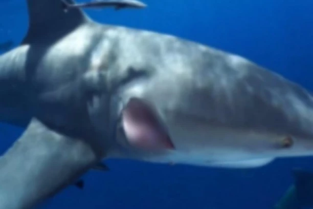 ''ODJEDNOM SU SE ČULI JEZIVI ŽENSKI KRICI, KRV JE BILA POSVUDA''! Ajkula napala ženu u Australiji, kapetan broda opisao HOROR kom je svedočio!