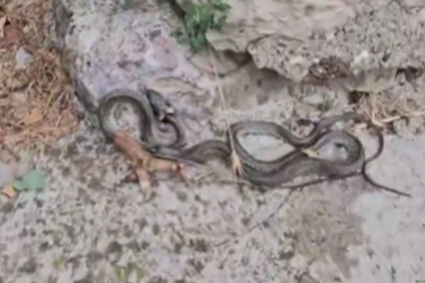DA SE NAJEŽIŠ! ČOVEK PRONAŠAO OGROMNU ZMIJU U OVOM GRADU U SRBIJI: Neverovatan snimak iz samog centra (VIDEO)