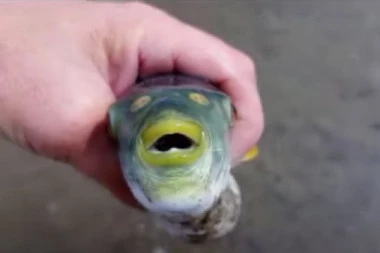 RUSA UJELA NAJOTROVNIJA RIBA NA SVETU! Uhvatio je golim rukama pa otvorio Vikipediju - kad je pročitao šta piše NIJE MU BILO SVEJEDNO! (VIDEO)