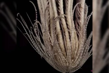 KAO DA OSMI PUTNIK VREBA IZ DUBINA: Naučnici u vodama Antarktika pronašli novu vrstu - ovo stvorenje je pravo MORSKO ČUDOVIŠTE iz bajki (VIDEO)