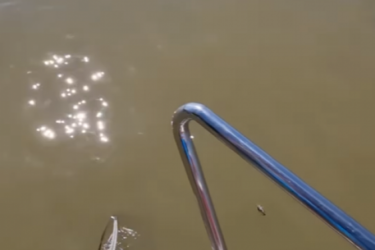 Milan Topalović Topalko Instagram