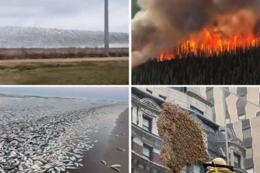 ZA NEKE SU OVO PREDZNACI SMAKA SVETA!? Stravični požari haraju, tone mrtvih riba plutaju morem, PTICE POLUDELE, šokantni prizori iz  Amerike bude STRAH! (VIDEO)