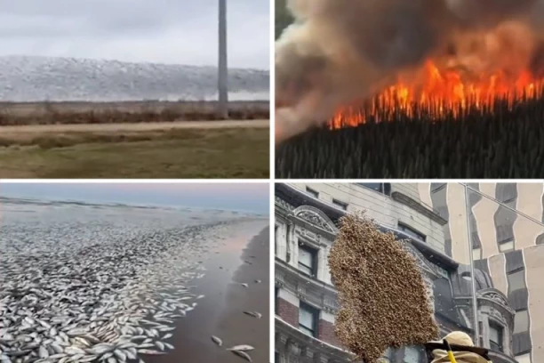 ZA NEKE SU OVO PREDZNACI SMAKA SVETA!? Stravični požari haraju, tone mrtvih riba plutaju morem, PTICE POLUDELE, šokantni prizori iz  Amerike bude STRAH! (VIDEO)