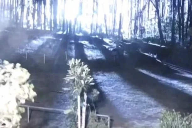 DALEKOVOD SE SRUŠIO OD VETRA, U ŠUMI SE VIDEO BLJESAK: Da li je ovo trenutak izbijanja požara na Havajima? (VIDEO)