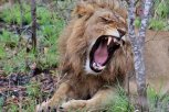 TRAGEDIJA U ZOOLOŠKOM VRTU: Lav ubio čuvara tokom hranjenja, zatvoren je dok se ne utvrdi da je BEZBEDNO