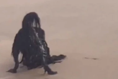 KADA JE VIDEO OVO, PRETRNUO JE OD STRAHA! Na prvi pogled izgleda STRAŠNO, ali evo koja je životinja u pitanju (VIDEO)