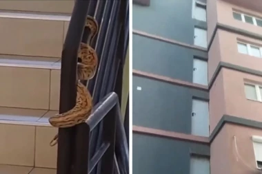 PRIZOR U NOVOSADSKOJ ZGRADI KOJI JE UZNEMIRIO SVE: Piton dočekao stanare na gelenderu - evo šta će biti sa džinovskom zmijom i šta da radite ukoliko se nađete u ovakvoj situaciji