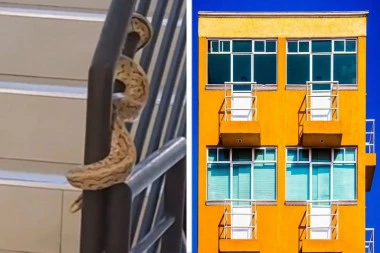 STANARI ZGRADE U STRAHU! Na stepenicama ih sačekao užasavajući prizor - džinovska zmija na gelenderu (VIDEO)