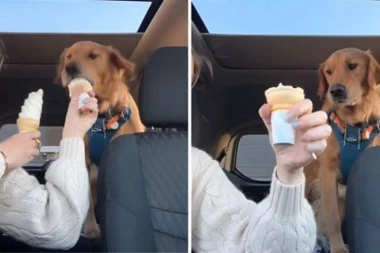AKO IMATE LOŠ DAN, OVO MORATE DA POGLEDATE: Reakcija psa Arloa na SLADOLED je toliko URNEBESNA da ćete zaplakati od smeha! (VIDEO)