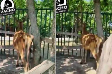 JEZIVE SLIKE IZ ZOO VRTA U BORU: Izgladnele životinje, jelenu se oslikavaju rebra! OBJAŠNJENJE DIREKTORA ZAPREPAŠĆUJUĆE!