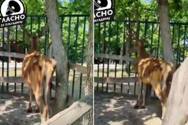 JEZIVE SLIKE IZ ZOO VRTA U BORU: Izgladnele životinje, jelenu se oslikavaju rebra! OBJAŠNJENJE DIREKTORA ZAPREPAŠĆUJUĆE!