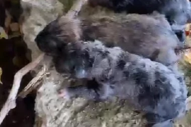 ČOVEK BACIO SA MOSTA ŠTENCE U NERETVU! Dečak skočio u reku da ih spase!