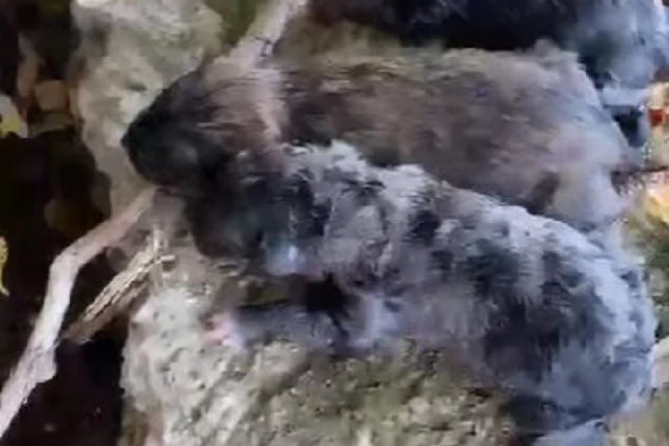 ČOVEK BACIO SA MOSTA ŠTENCE U NERETVU! Dečak skočio u reku da ih spase!