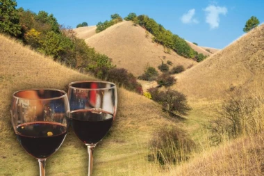 PAKLENE VRUĆINE UBRZAVAJU BERBU GROŽĐA! Vinogradari primorani da ranije krenu u berbu za penušava vina