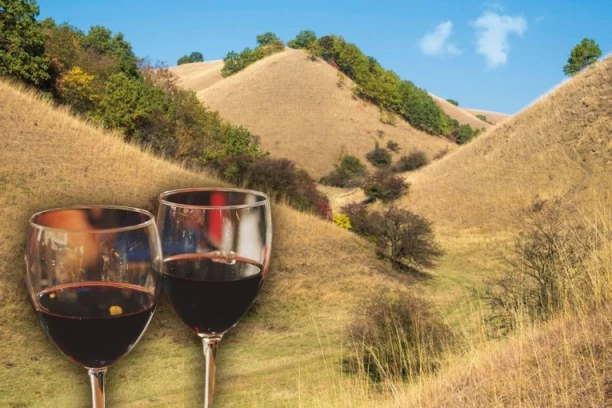 PAKLENE VRUĆINE UBRZAVAJU BERBU GROŽĐA! Vinogradari primorani da ranije krenu u berbu za penušava vina