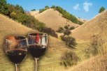 PAKLENE VRUĆINE UBRZAVAJU BERBU GROŽĐA! Vinogradari primorani da ranije krenu u berbu za penušava vina