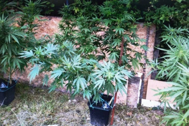 OTKRIVEN NARKO ŠTEK U SREMSKOJ MITROVICI: Prilikom pretresa kuće pronađena droga i pištolj sa municijom!